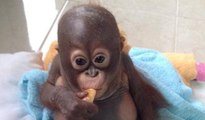 Kurtarılan minik orangutan bebek gibi ağladı