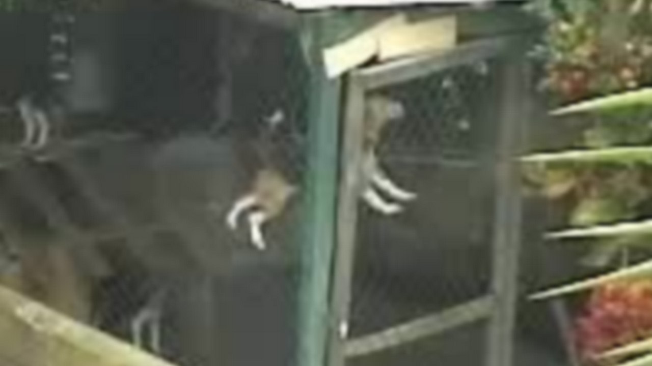 Un chien hyper intelligent s'échappe d'une cage façon Mission Impossible