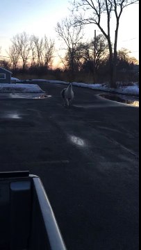 Un homme rencontre une chèvre et un lama