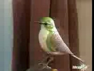 Del Piero e l'uccellino