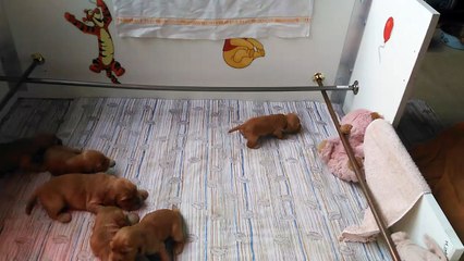 Cockers Premiers pas 1