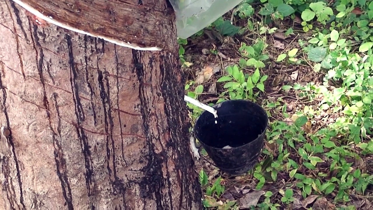 Episode 95, Nkhotakota GR, Malawi