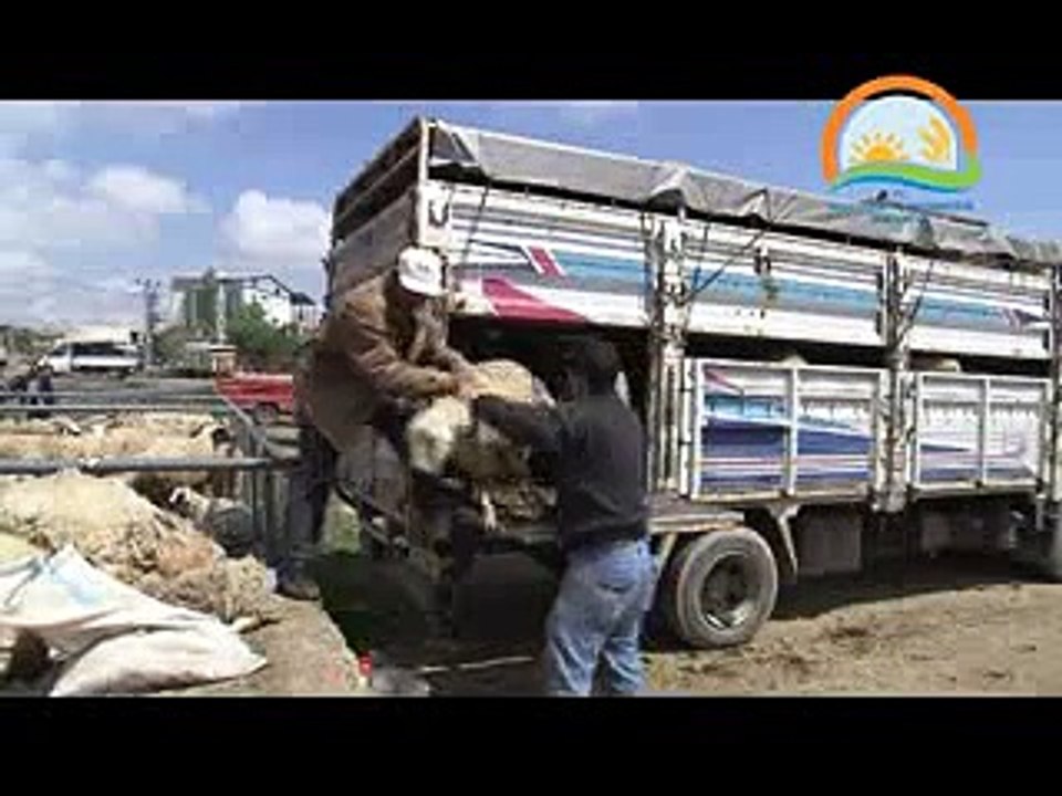 KOYUN VE KEÇİDE ÇİÇEK HASTALIĞI