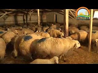 KUZULARIN BAKIM VE BESLENMESİ