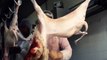 Igualdad Animal denuncia torturas a corderos
