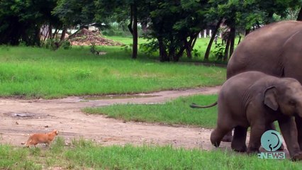 Baby Elephant & a Cat