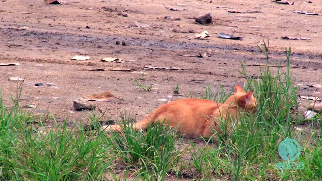 Un éléphanteau rencontre un chat