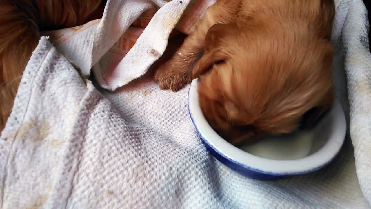Obélix découvre le bol de lait