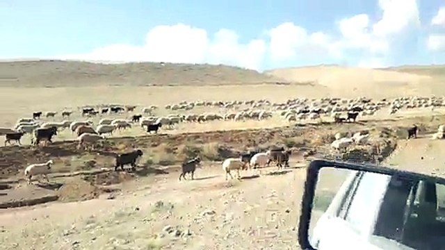 Kangal Dövüşü Sivas Kangalı