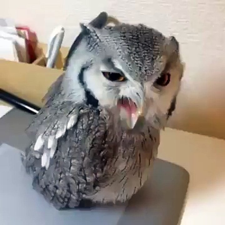 The Owl Seeing Way in a Different