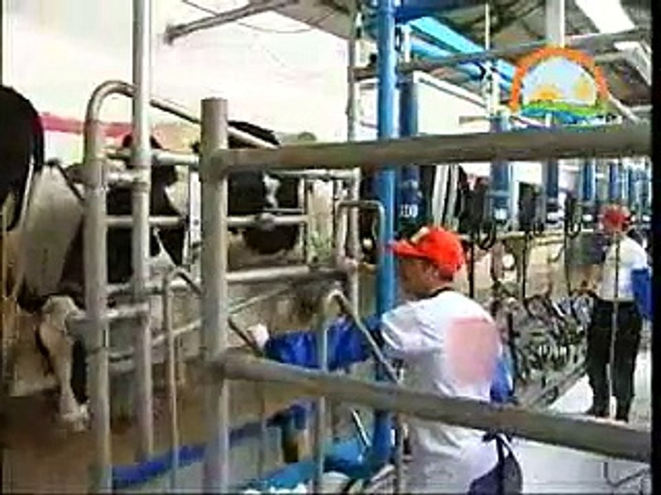 SÜT İNEKLERİNDE SAĞIM VE SAĞIM TEKNİKLERİ