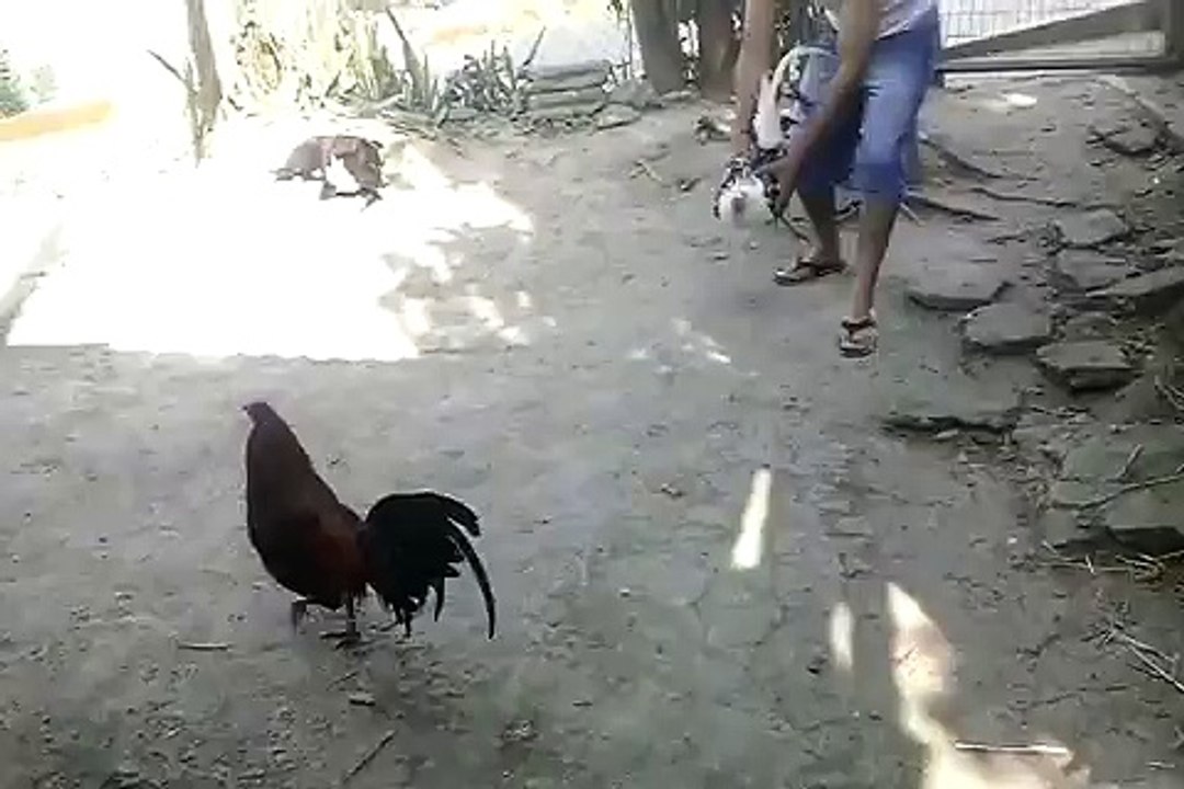 pollo de 7 meses brown red kon sweader