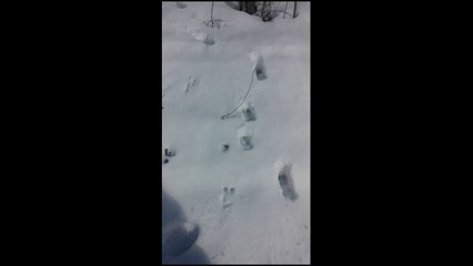 Journée en forêt à Chambly (Québec) Canada