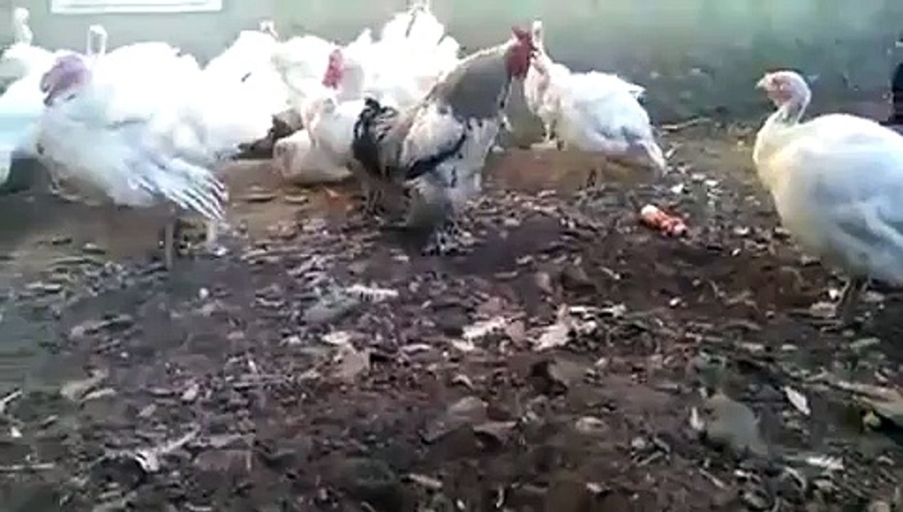 Very funny video