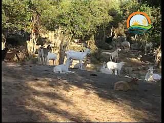 SÜT KEÇİSİ YETİŞTİRİCİLİĞİ