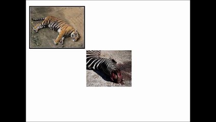 Food chains, decomposers
