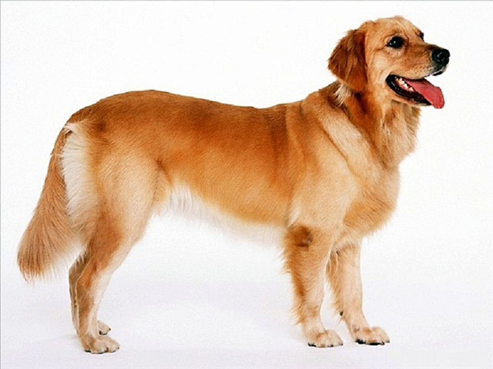 End The Struggle Read This Article About Dogs