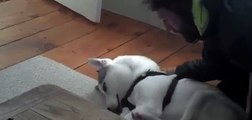 Kulübesine gitmemek için dile gelen köpek _ Komik Videolar