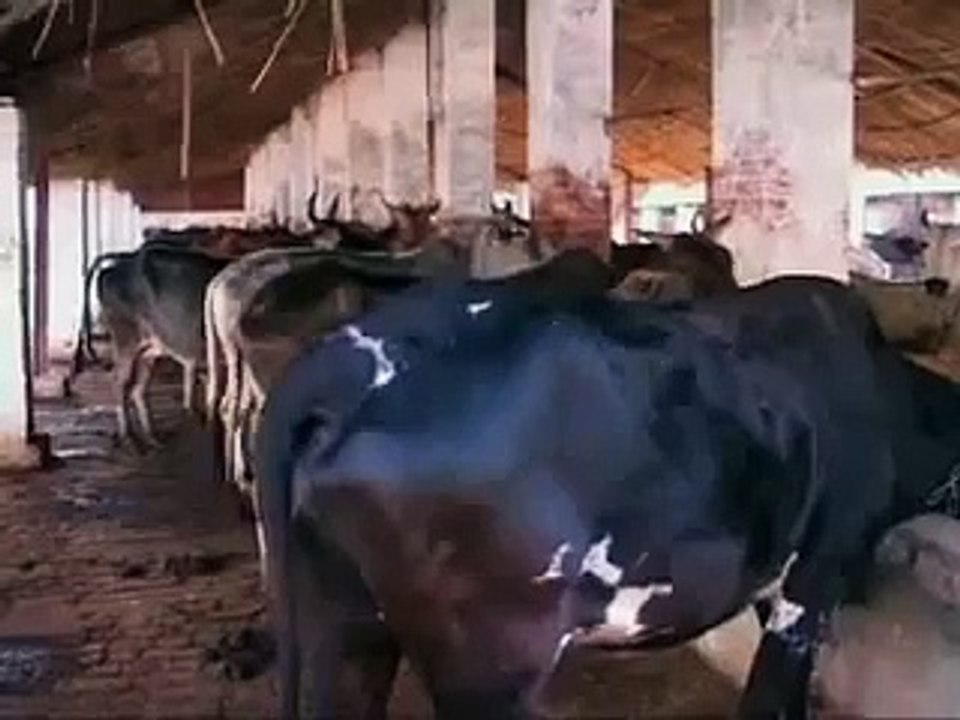 India to Launch Special ‘Soft Drink’ made of ‘Cow Urine’