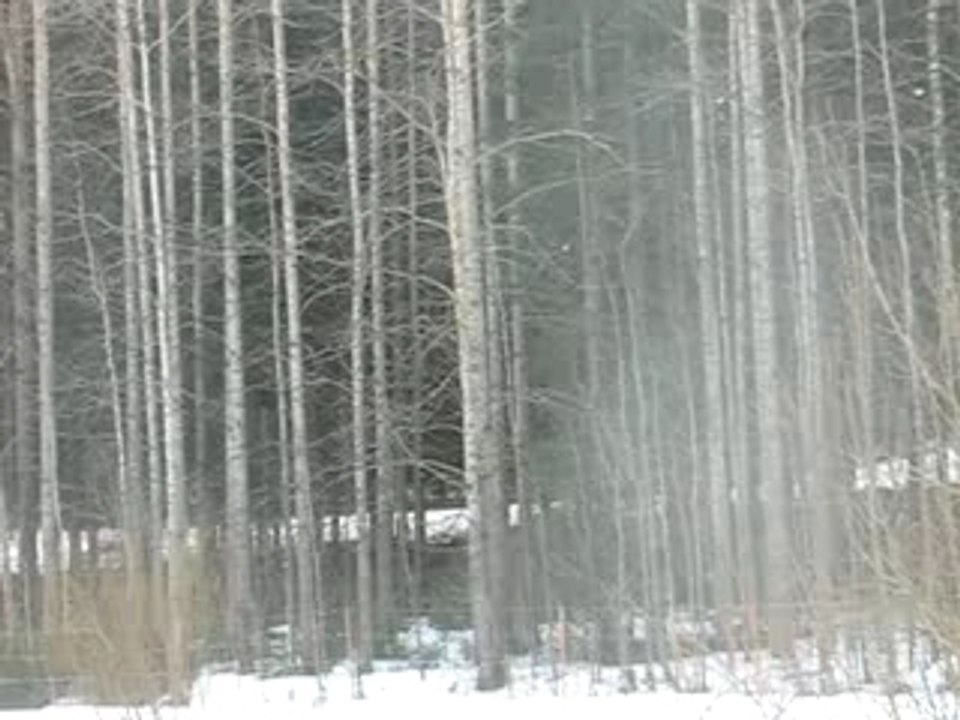 Rabbittoforest