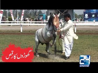 Parade ID Dancing Horses 21-03-15 Channel 24