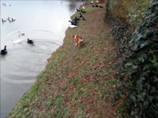 Giuditta e le anatre