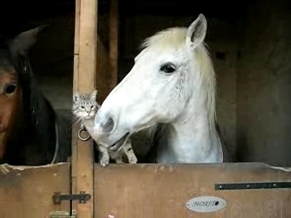 CHEVAUX BOX ET VIC
