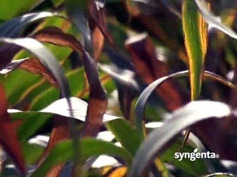 Syngenta - korisnici hibrida kukuruza NK Pako i preparata Gardoprim Plus i Callistos_392_12.03.2015.