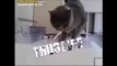 Cugara Aşıran Kedi - ThugLife