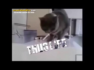 Cugara Aşıran Kedi - ThugLife