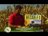 Superior - kvalitet kukuruza Bećar ne menja se tokom sušnih dana_392_12.03.2015.