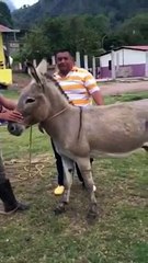Cet homme tente de toute les Façon de monter sur un Ane