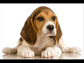 End The Struggle Read This Article About Dogs