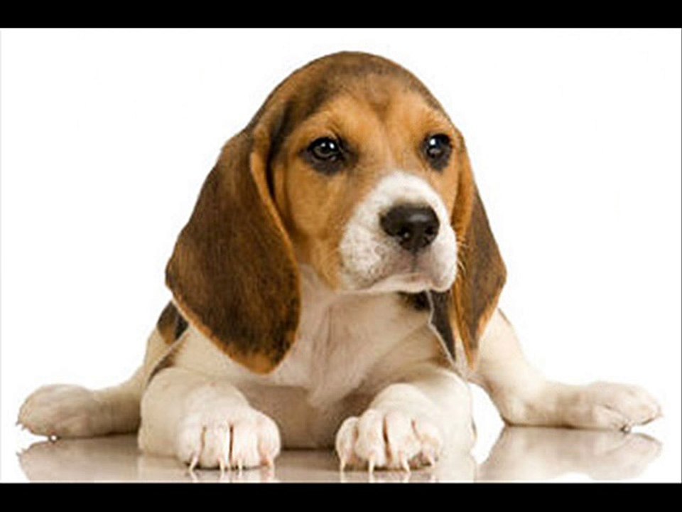 End The Struggle Read This Article About Dogs