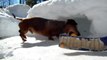 Playing Hockey With Cute Dachshund Dogs lots of hits a dog video by every news