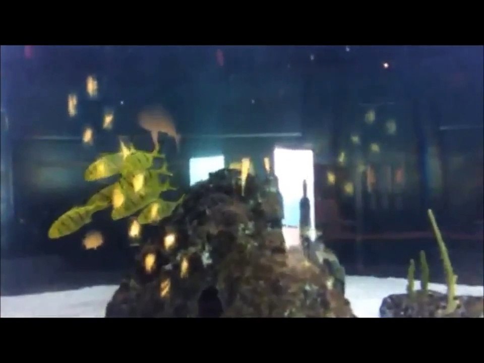 Animals From Six Flags Discovery Kingdom