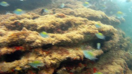 Maratona Aquática, Prova Triátlon, 2 km, Ilha Bela, SP, Brasil, Tri atleta, Fernando Cembranelli, Marcelo Ambrogi, 22 de março de 2015, Praia Grande, Ilha Bela, Circuito Marítimo, (29)