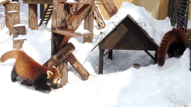 Red Pandas Love Playing in the Snow