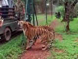 Tiger Jump and catch the meat in slow motion