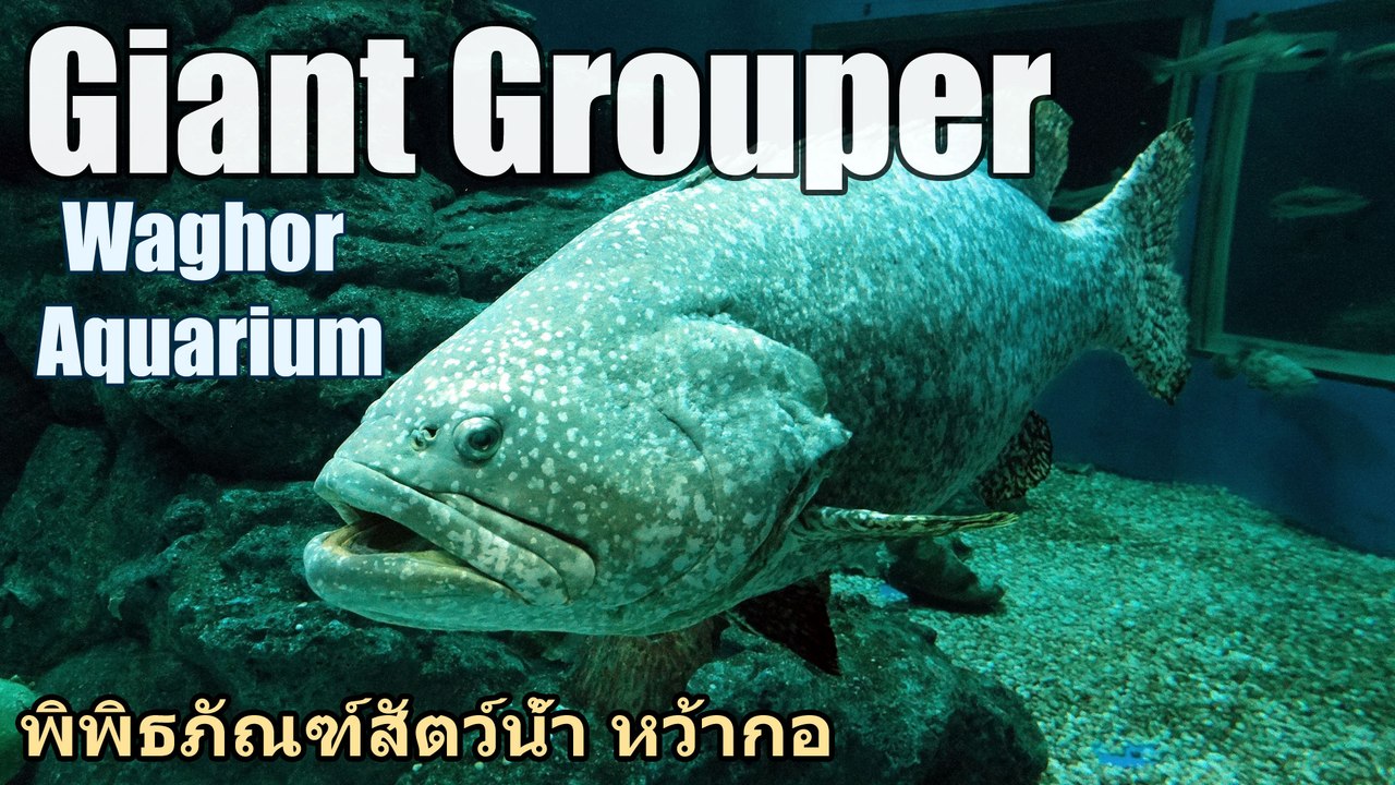 Giant Grouper, Waghor Aquarium