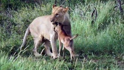 Lion defends calf's life from another lion