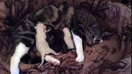 Tiny Newborn Kittens Fighting