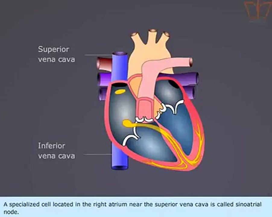 Conducting system of the heart - TNSB 10th standard Science