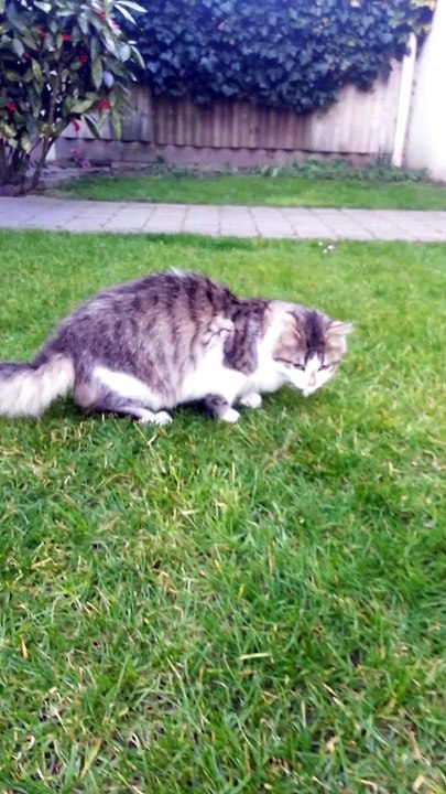 Igor au jardin
