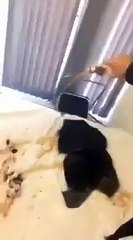 Ce mec Cocu se Venge d'une Terrible Façon envers sa Copine