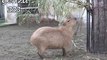 LOL Youtube Funny Animal Videos   Capybaras eat bait   Funny Videos of Animals   Funny Animals Video