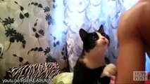 Cute cats asking for hugs... Adorable pet compilation