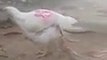 Weird chicken born with 4 legs!