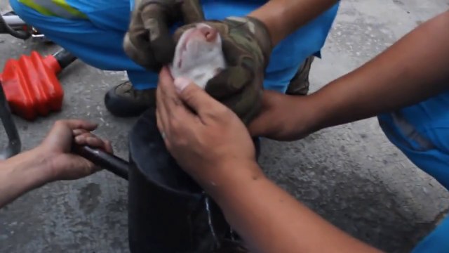 Sauver un chien coincé dans un tuyau!