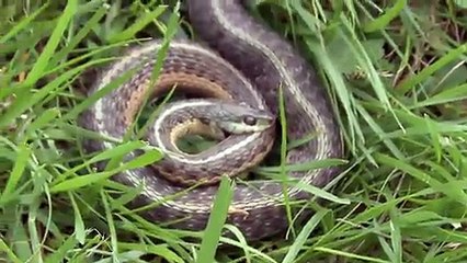 Un serpent dépressif se suicide en mordant son propre cou!